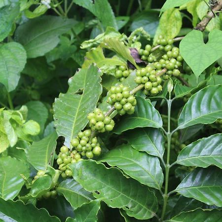 Whistling Woods Farm Stay Kushālnagar المظهر الخارجي الصورة