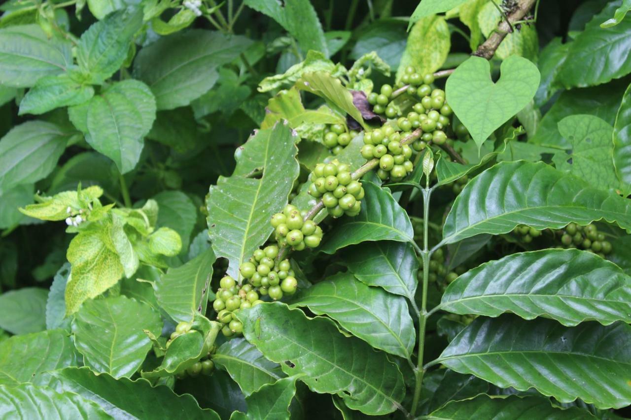 Whistling Woods Farm Stay Kushālnagar المظهر الخارجي الصورة