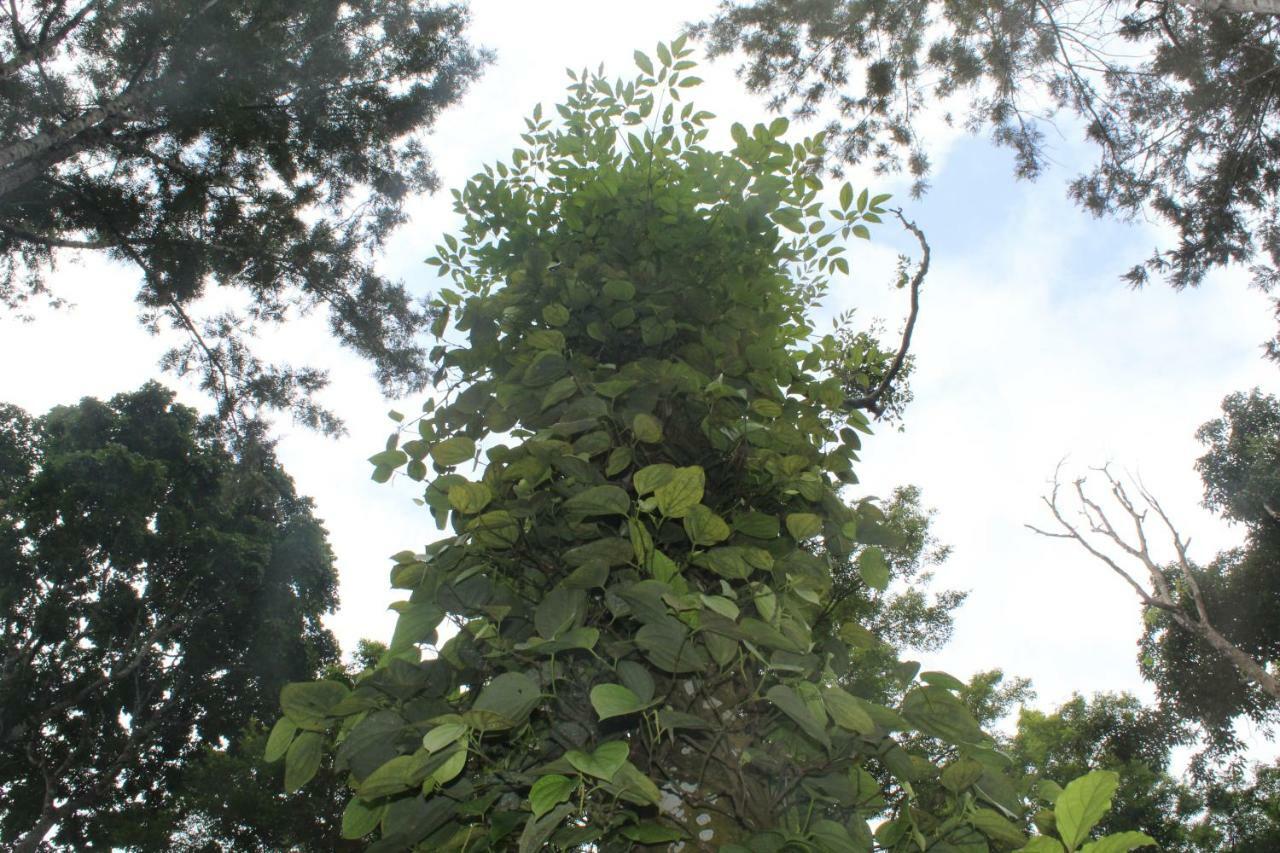 Whistling Woods Farm Stay Kushālnagar المظهر الخارجي الصورة